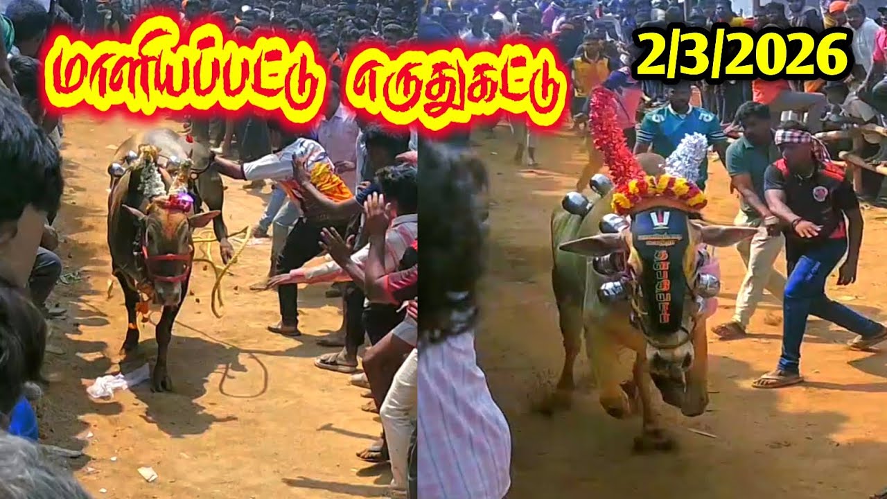 மாளியப்பட்டு எருதுகட்டு 2/3/2026 @Tamizhrock (vellore district)