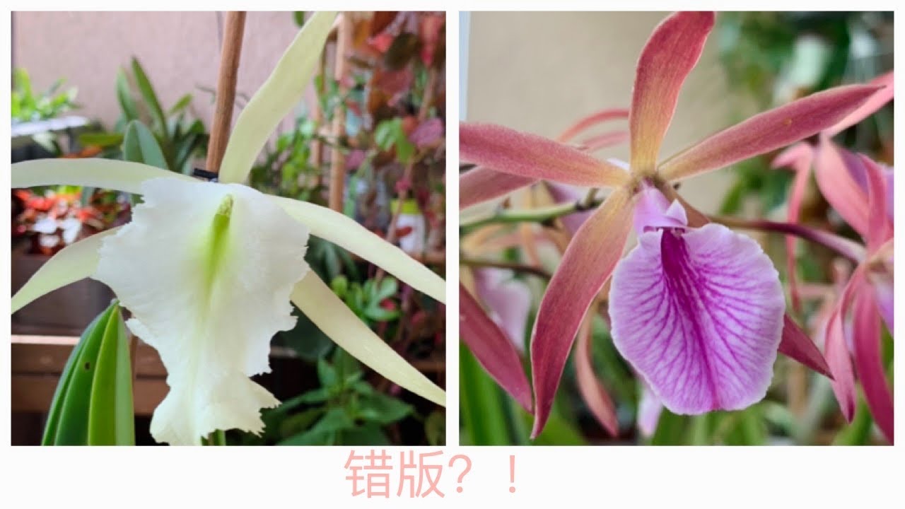 两棵错版的白拉索兰杂交 Two Mislabeled Brassavola Hybrids