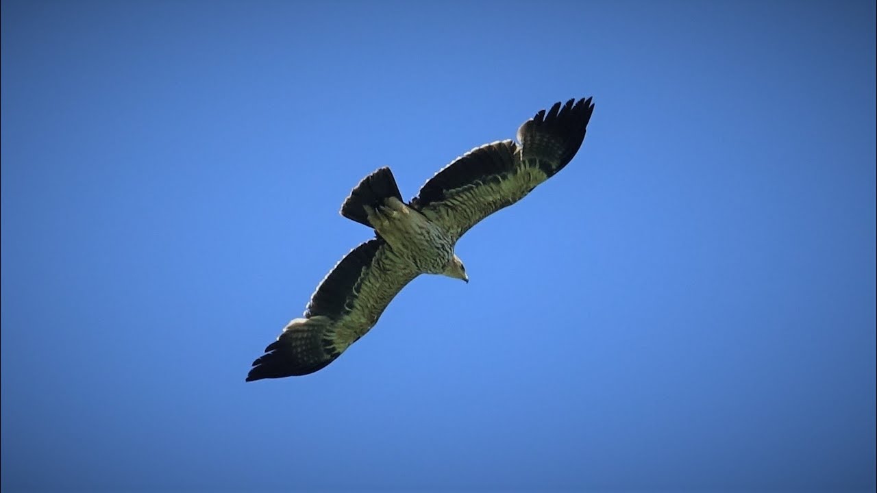 Orel kr&aacute;lovsk&yacute; (Aquila heliaca) vs po&scaron;tolka obecn&aacute; (Falco tinnunculus)
