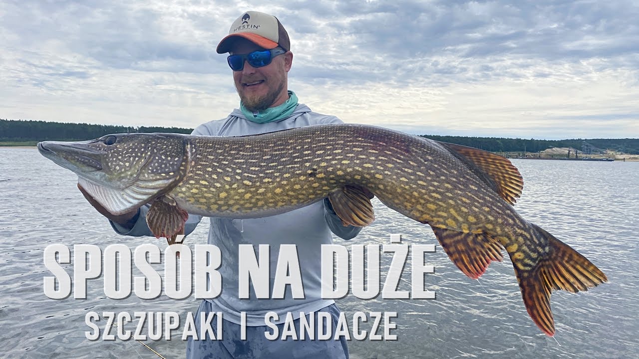 Sposób na duże, letnie szczupaki i sandacze