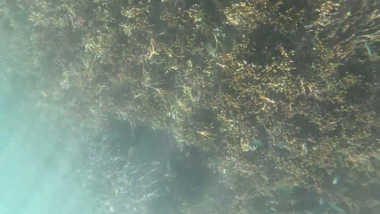 ＃珊瑚とカラフルfis-naha-okinawa-GX011148 #sua #snorkeling #naha #okinawa