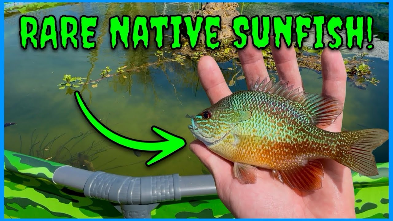 I Stocked A NEW Species of Wild-Caught Fish In My Pool Pond!