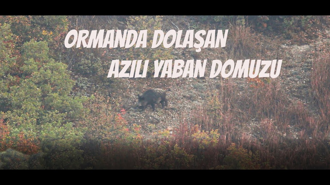 AZILI YABAN DOMUZU / WİLD BOAR #yabanhayatı #domuz #Yabandomuzu #wildboar #wildlife #wild #kangal
