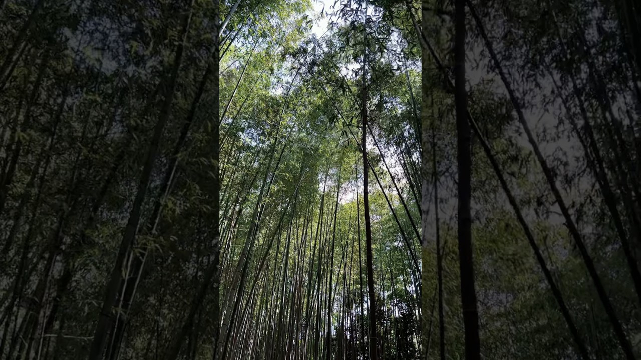 Mesmerizing Bamboo Forest Magic in Kyoto | Nature's Serenity