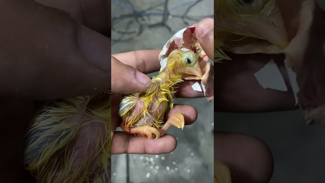 This chick was near to die If i don't Broke Egg shell #rescuechick #mianinventions #chicks