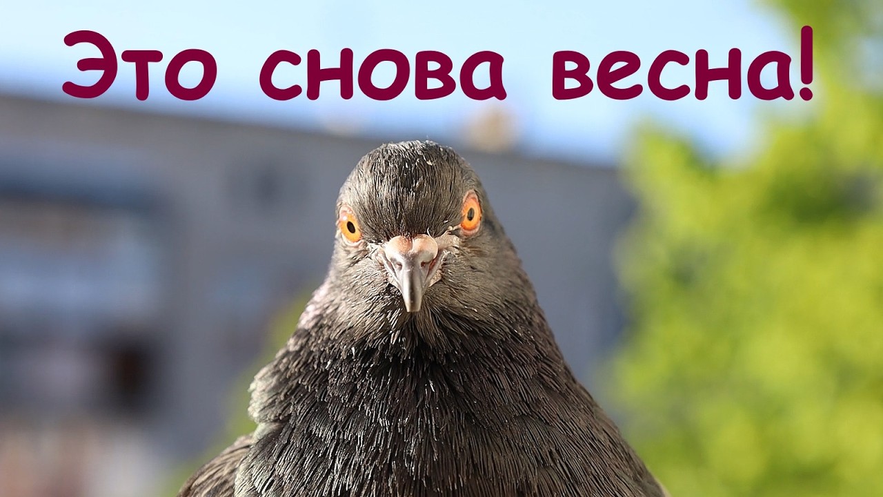 Это снова весна!  #2026 #музыка #music  #lyrics #rock #рок #стихи #любовь #love #весна #жизнь #live