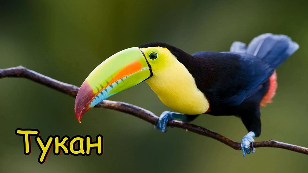 Голоса и звуки животных Южной Америки