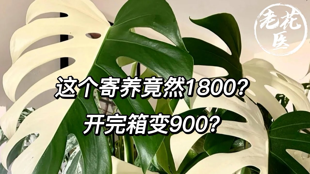 【寄养白锦龟背竹】1800的开箱有点慌！开完以后剩900？白锦龟背如何养护？ Rescue Weeping white brocade monstera.