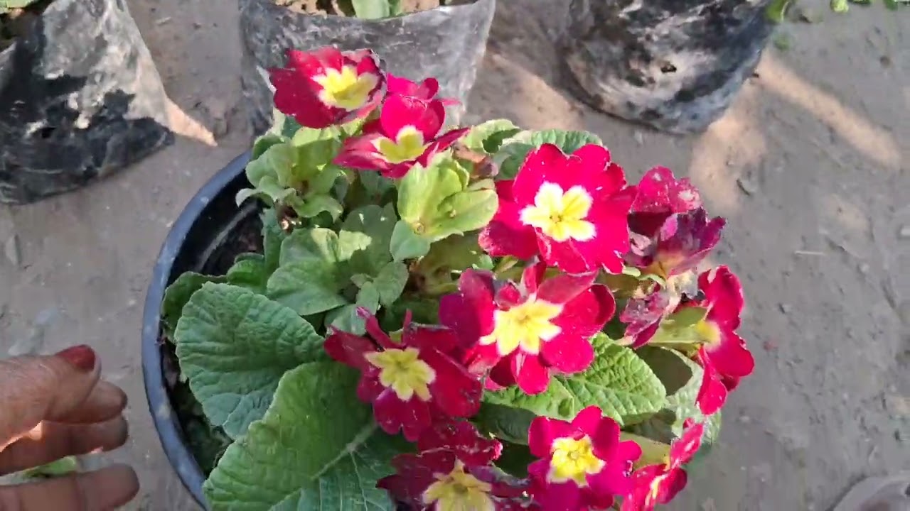 February month ki plants shopping different- different flowering plants#gardening tips#devbhoomi 