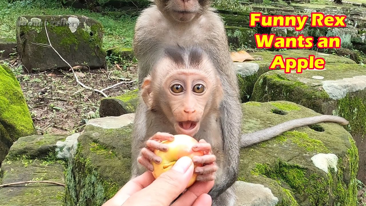 How funny baby monkey Rex when he wants to ask for an apple