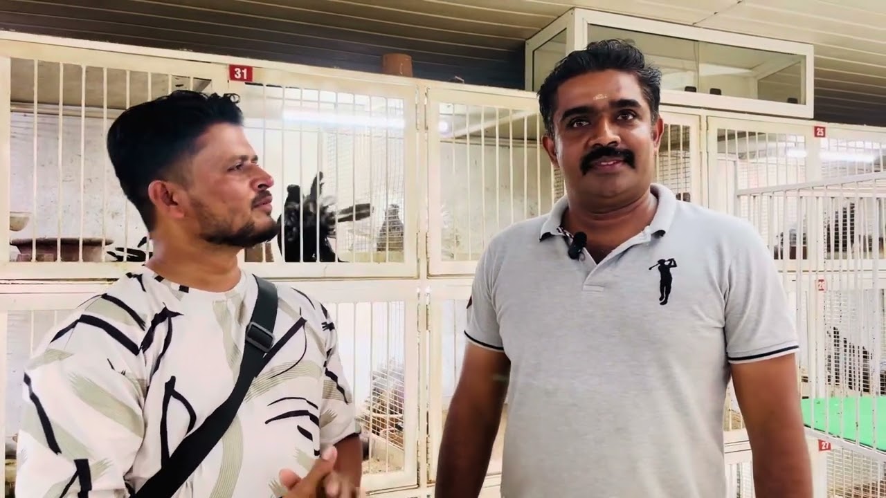 S K Loft India Ka Sabse Bada Pigeon Farm #fancypigeonscare