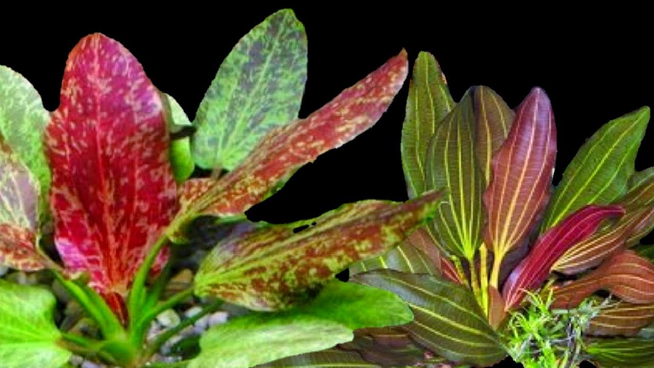 Two Easy RED Plants For Your Aquarium!