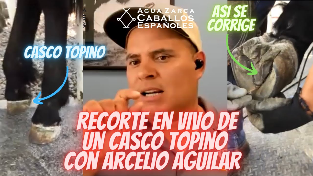 Recorte en Vivo de un Casco Topino con El Master del Barefoot Arcelio Aguilar