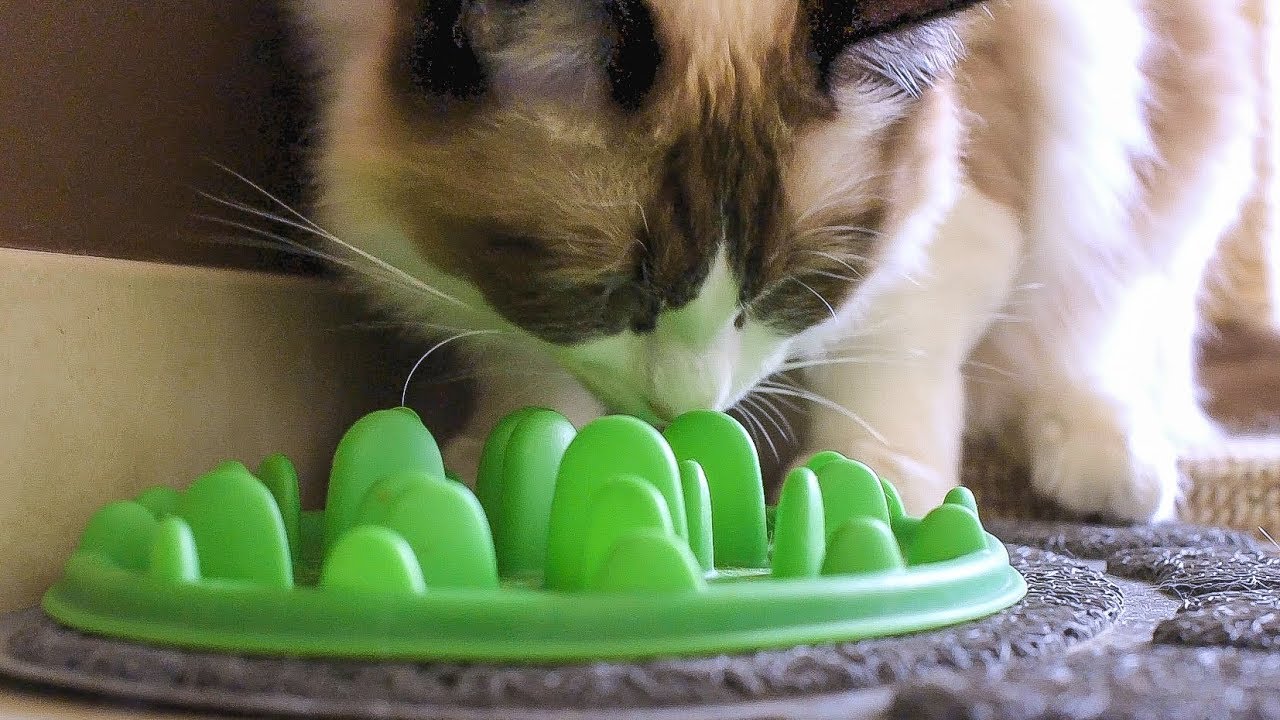 Ragdoll CAT Binx eating dry food from SLOW FEED BOWL