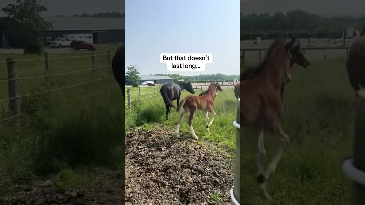 Glad no one overreacted 🙄 #horse #foal #farmlife #babyanimals #babyhorse #cuteanimals