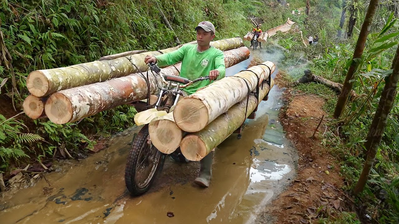 Dangerous Method They Use to Transport Gigantic Logs in Forest