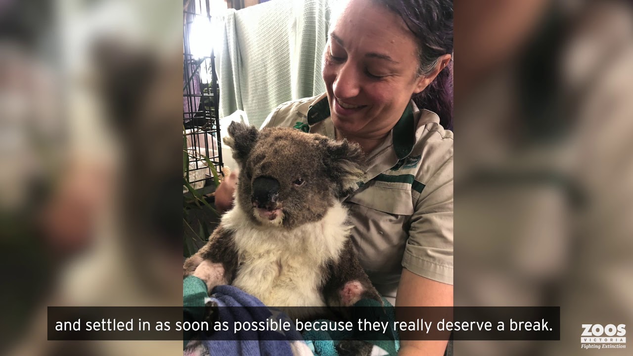 Update from Mallacoota: Three precious cargo on board