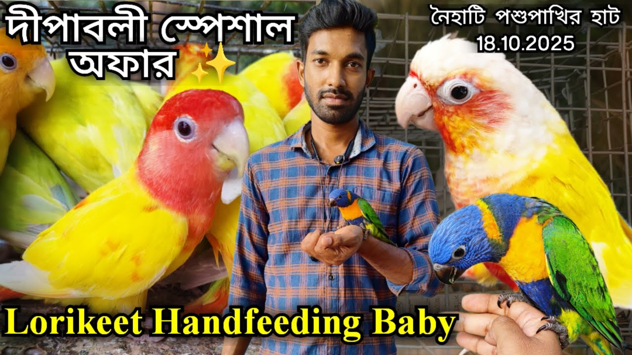 ।।Red-coller Lorikeet Handfeeding Baby।।দীপাবলী স্পেশাল অফার।।Part -2।।Naihati Pet Market✨।।