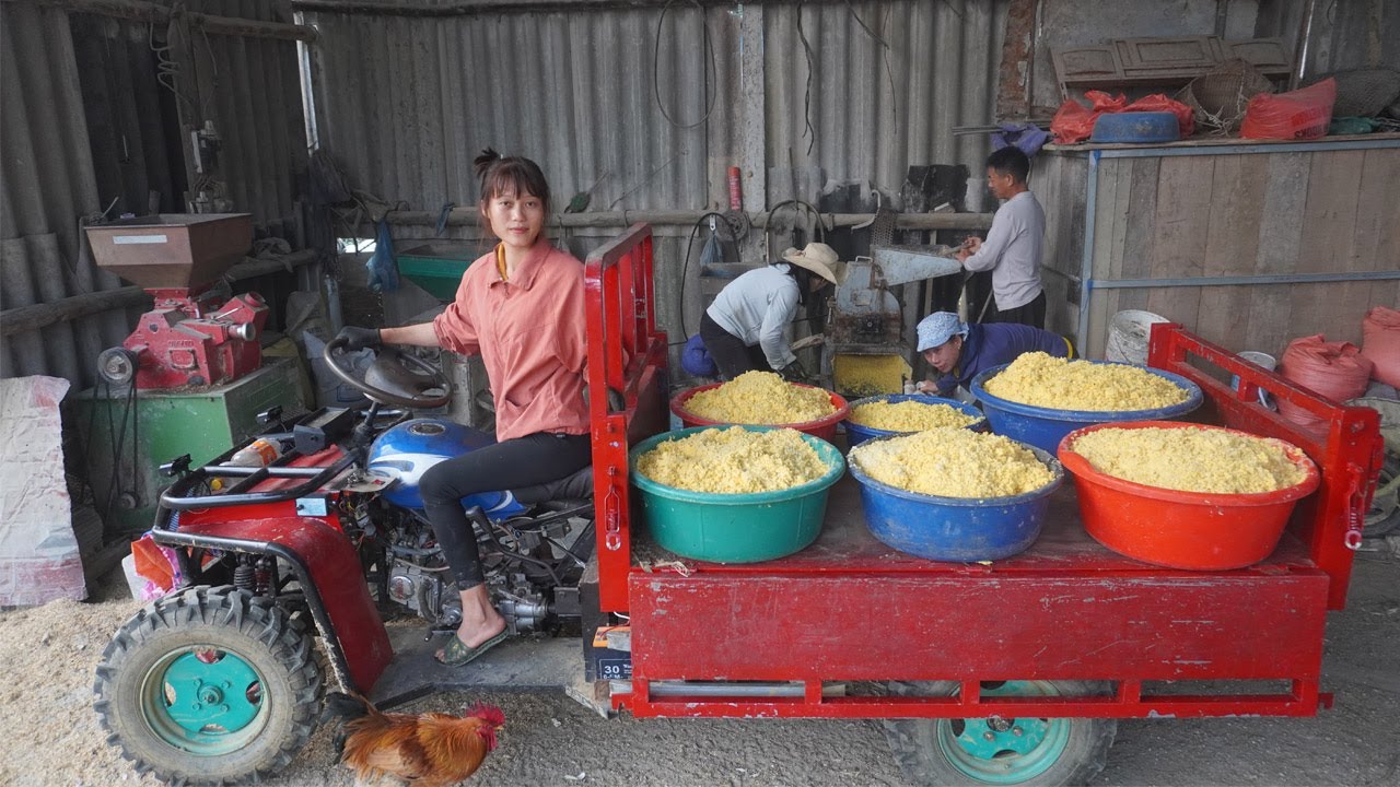 Use 4-wheeled Vehicle Trucks To Harvest young corn and transport it to the mill crushfor pig feed