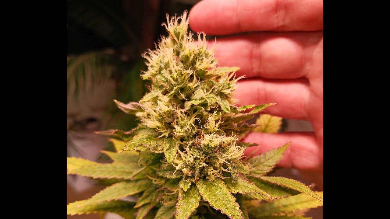 Garden Update OJ Krush X Gelato 3-5-24
