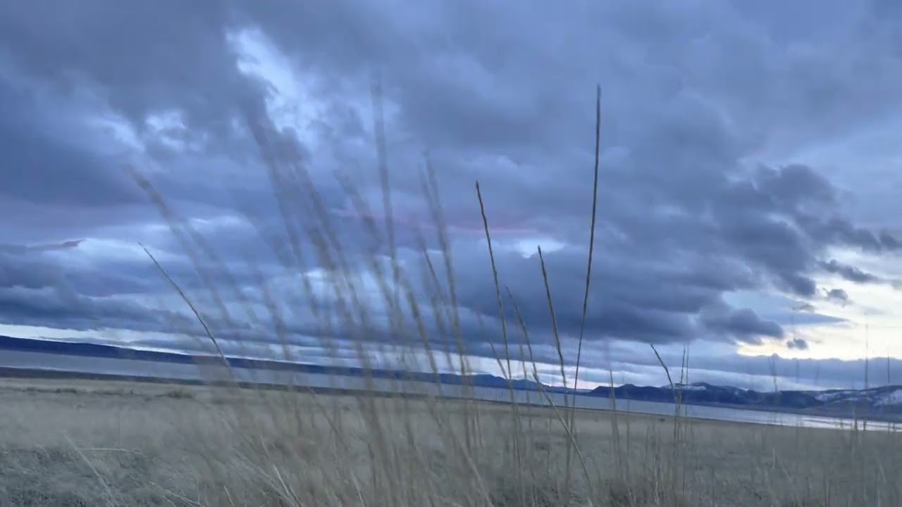 Bunchgrass in the wind