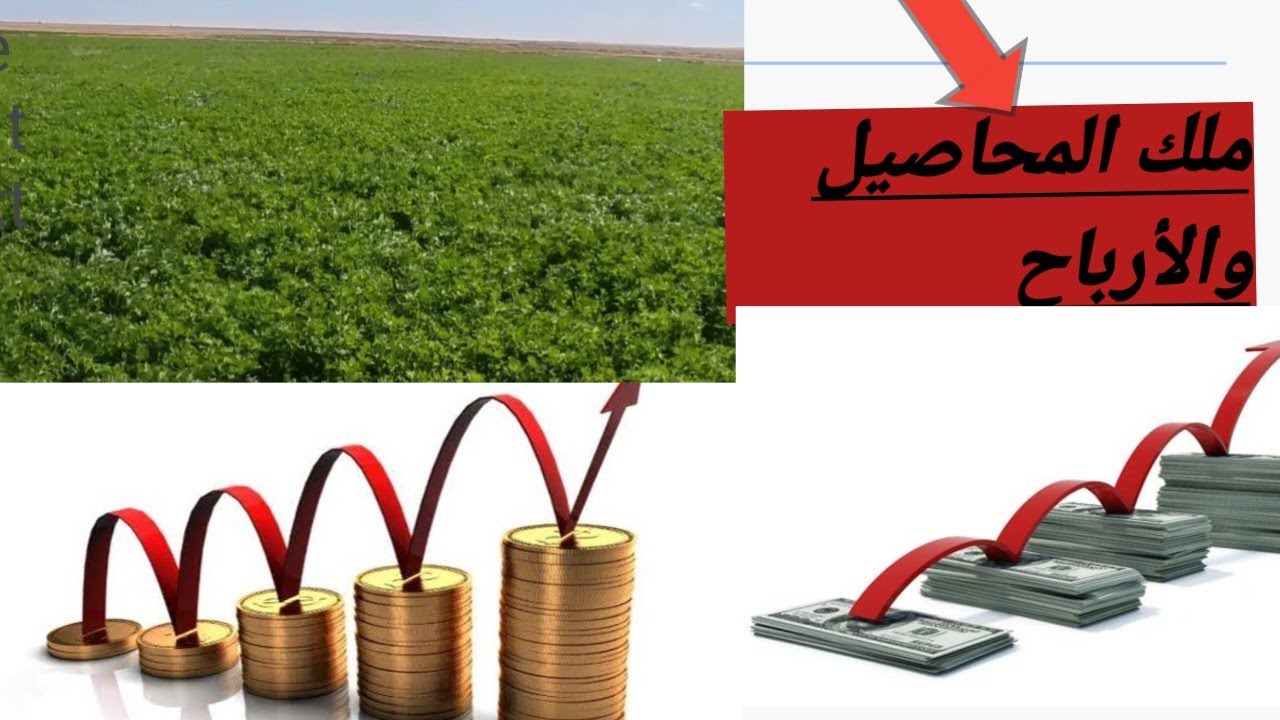 أرباح وتكاليف فدان البرسيم الحجازي في الفرافره وكل ما يخص زراعه البرسيم والهدف المهم في آخر الفيديو