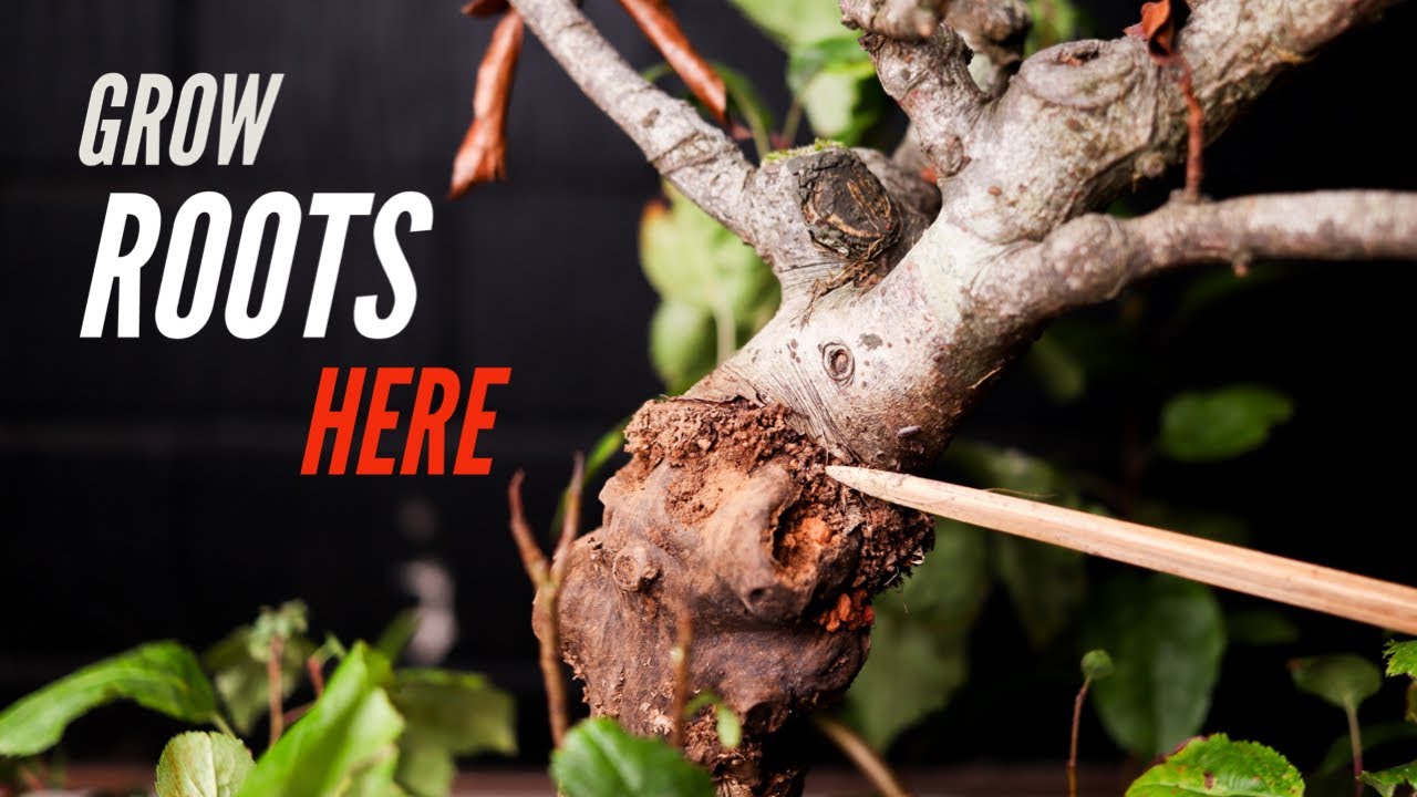 6 Bonsai Air Layering Problems + Solutions