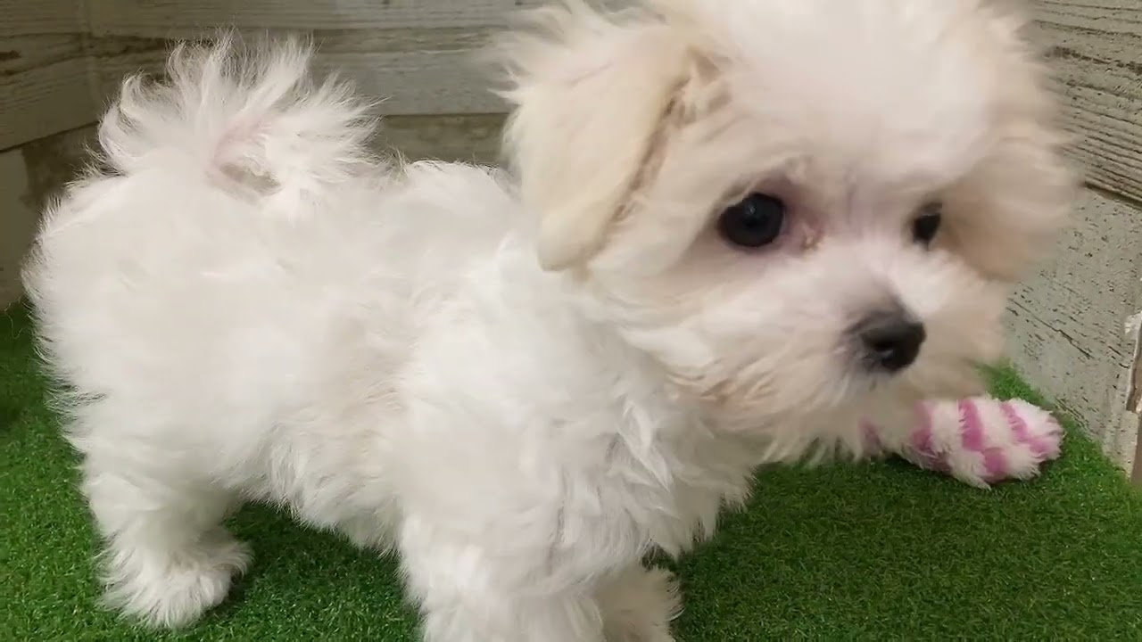 【No.169955 マルチーズ ♀】ペットショップ犬の家猫の里碧南店