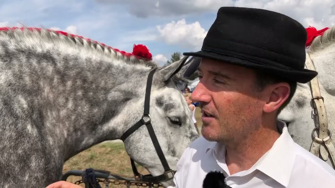 Le Percheron sarthois au comice de Savigné-l'Evêque