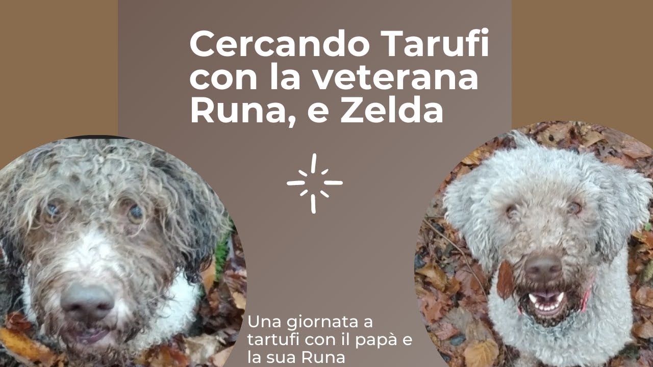 Cercando Tartufi con la veterana Runa, insieme a Zelda