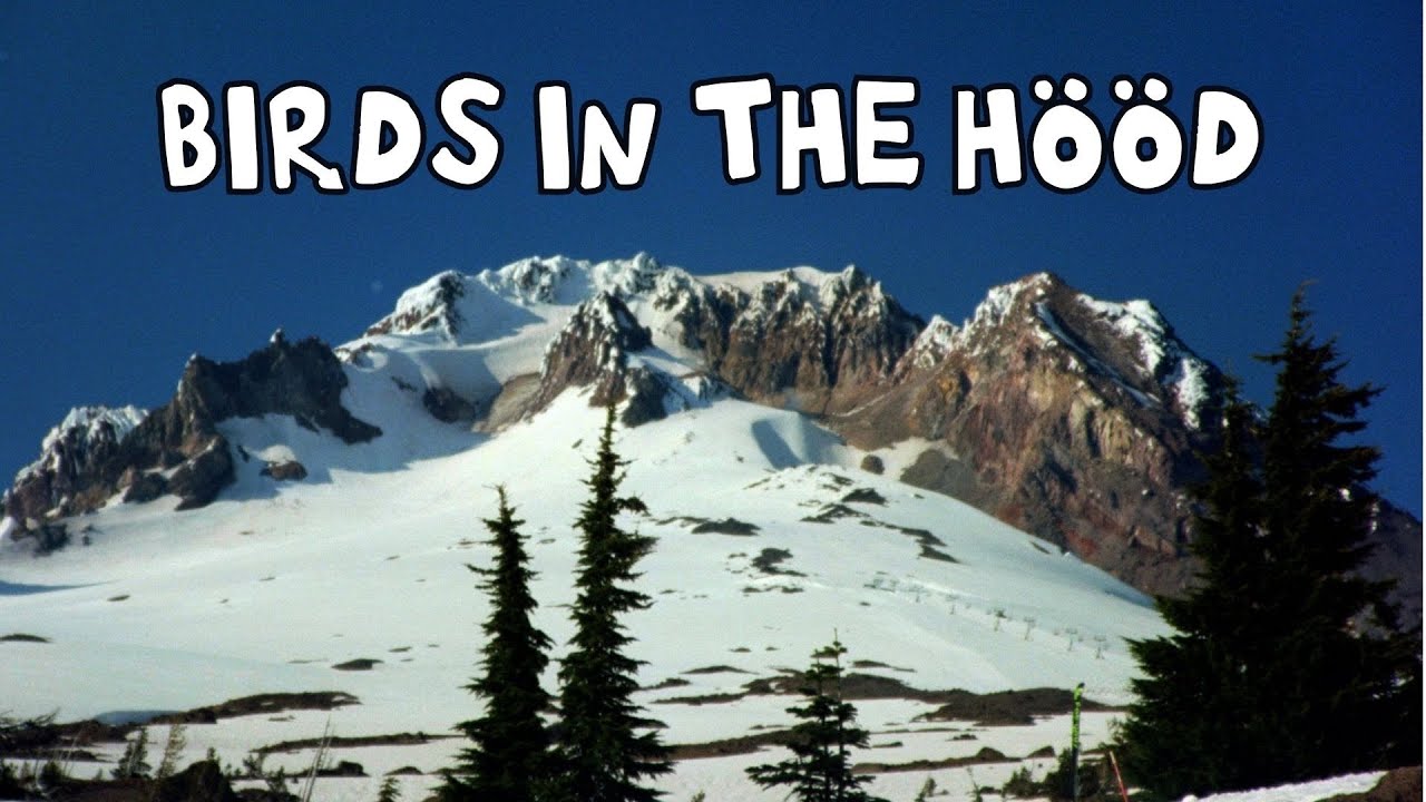 BIRDS IN THE HOOD