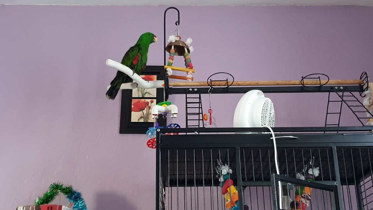 perroquet eclectus qui parle (vocalise)