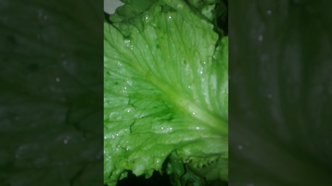 Alface-como preparar salada de alface.S.M.O. Marketing Digital