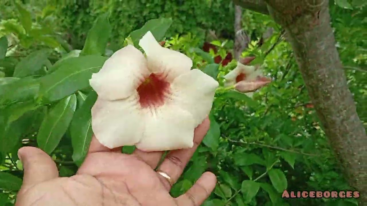 Depois da chuva tem muitas flores lindas//#onzehoras 