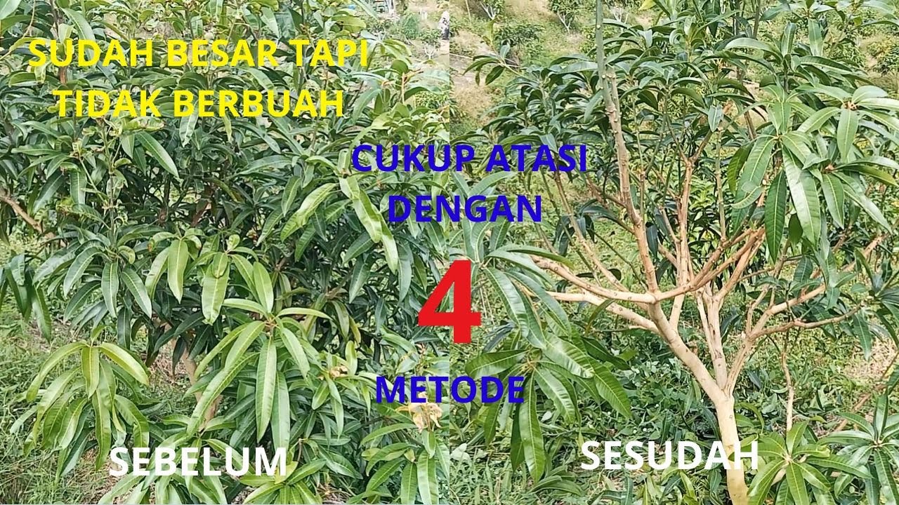 Cara Pruning Mangga Usia 2 tahun