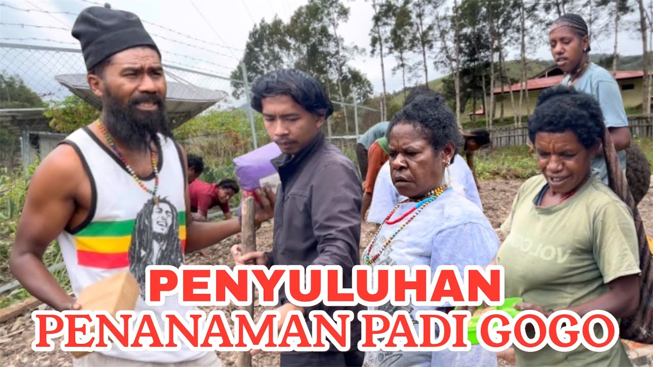Eps.705 PERTAMA KALI TANAM PADI DI TINGGINAMBUT PUNCAK JAYA