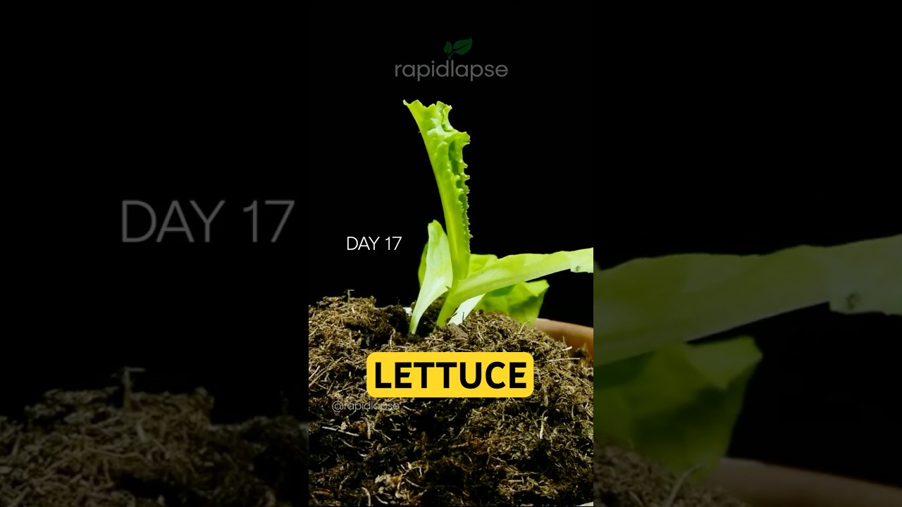 Growing LETTUCE From Seed #timelapse