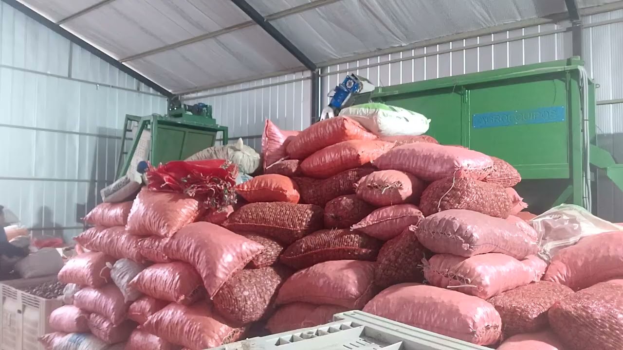 Línea de limpieza, selección y calibrado de castañas, fabricación de maquinaria 990001512
