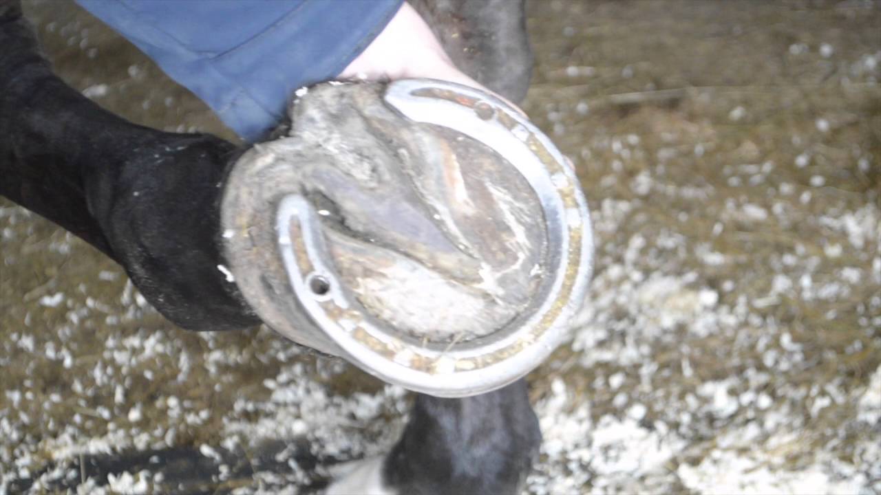 How to: Studs| GG Eventing |