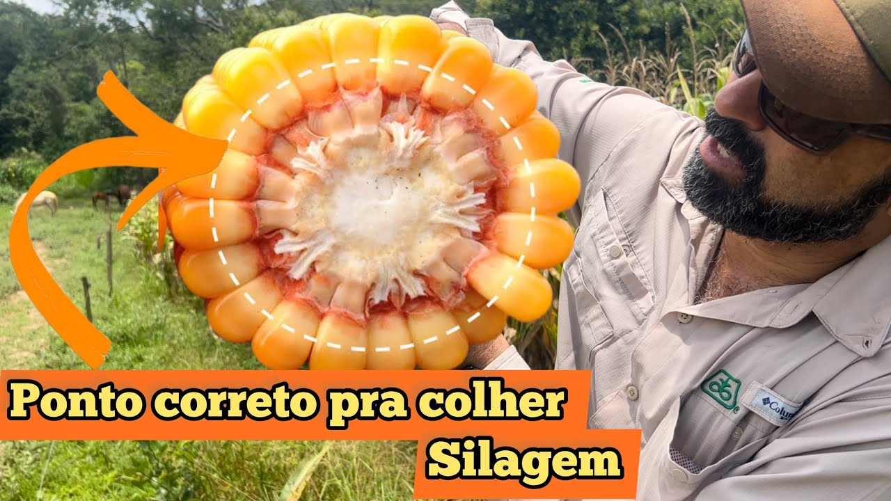 QUANDO DEVO ENSILAR O MILHO ?? | APRENDA A DIAGNOSTICAR VOCÊ MESMO PELA LINHA DO LEITE