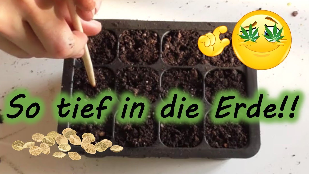 Samen richtig keimen in Erde, Teil 1: Wie tief rein? 🥦