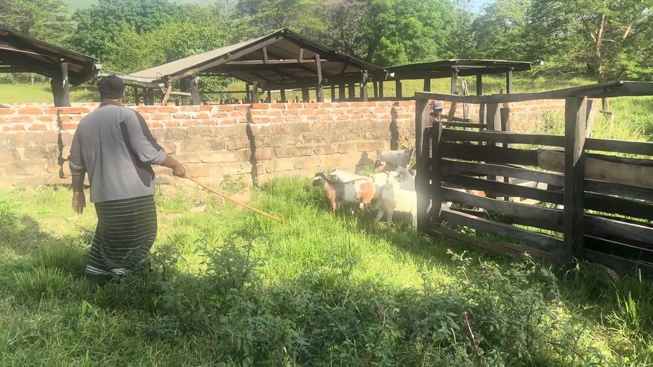 Watch us hurdle our goats in for treatment 