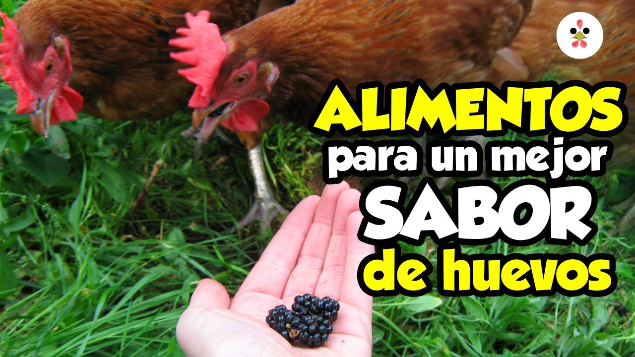 ¿Quieres huevos de un mejor sabor? Dale estos Alimentos a tus gallinas 🥚🐔