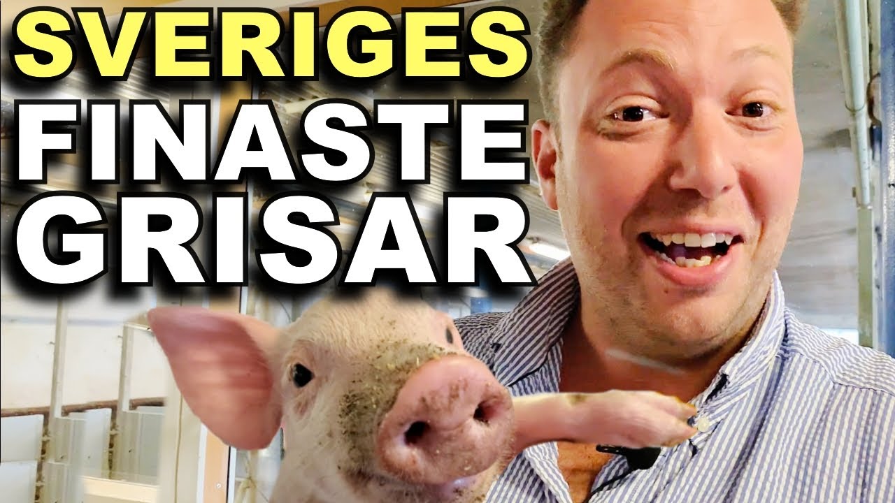 BESÖKER NIBBLE GÅRDSGRIS