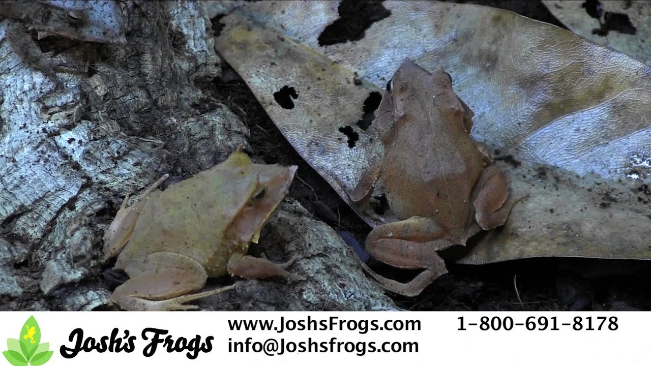 How to Care for Solomon Island Leaf Frogs