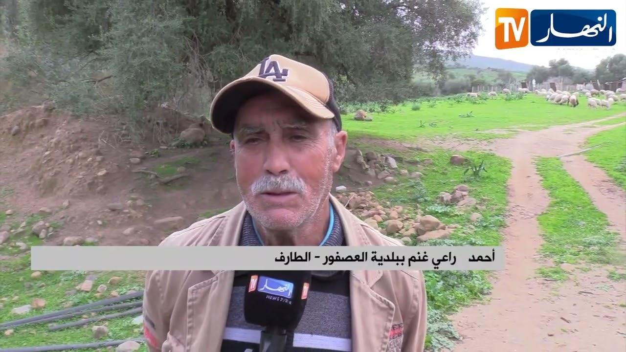 الطارف: عمي أحمد .. راعي غنم يقضي يومه في رعي المواشي في عز رمضان