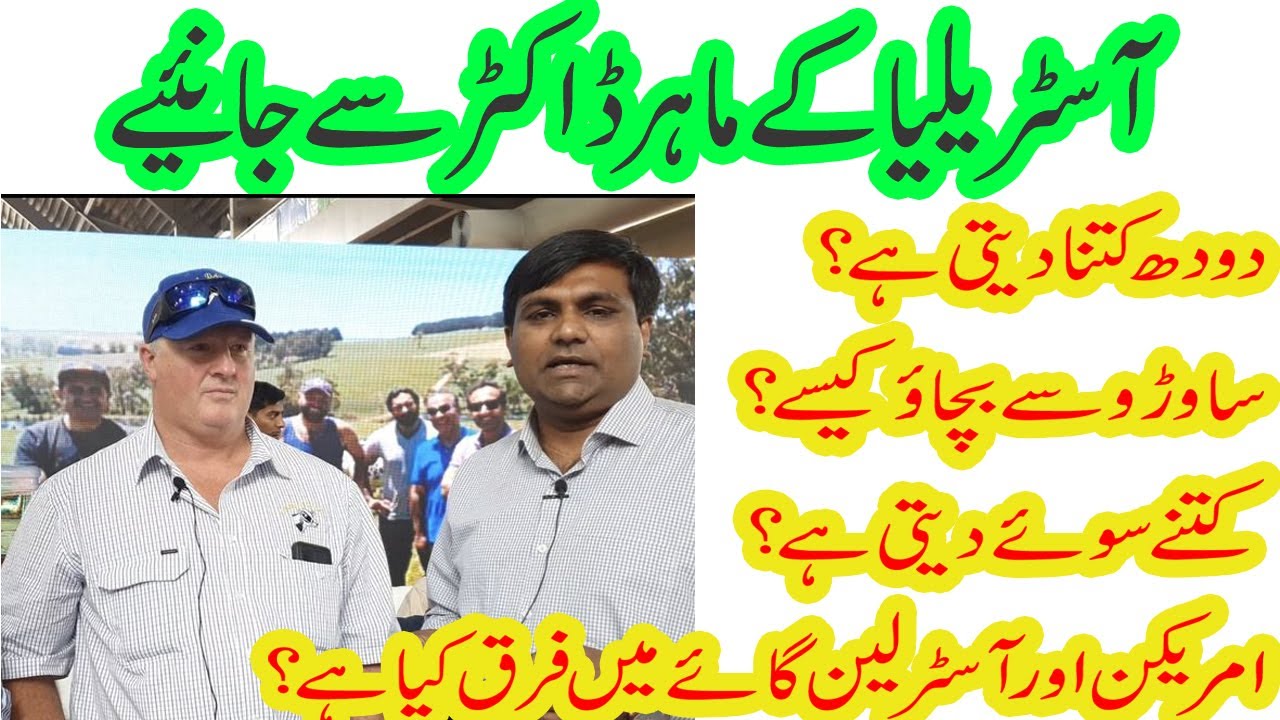 import cows from Australia II Cow import II livestock import II Dutch cows II US cows