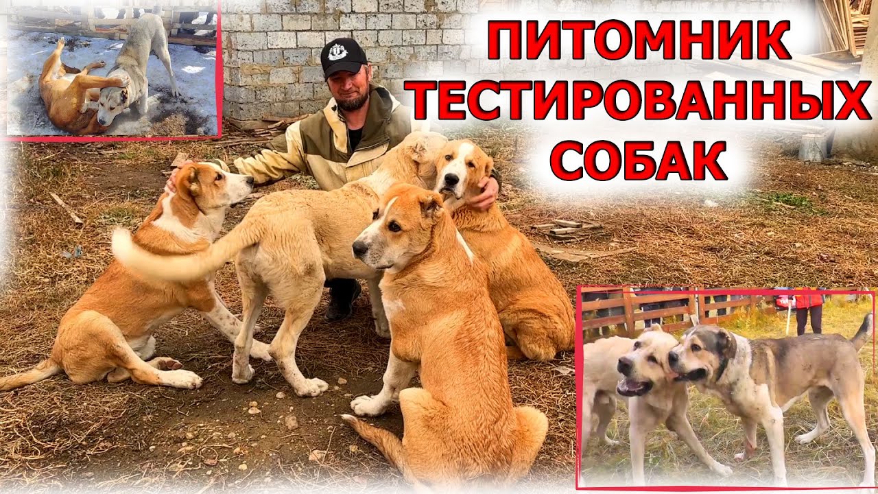Собаки Тестовых испытаний, питомник Александра Корикова! Ютуб канал  - Серёгины собаки