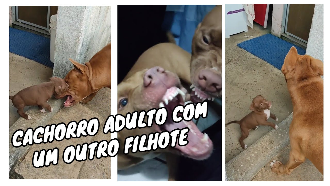 COMO ACOSTUMAR UM CACHORRO ADULTO COM UM FILHOTE!