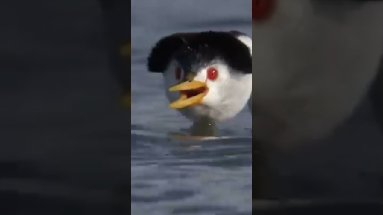 Junin grebe🕊️🕊️